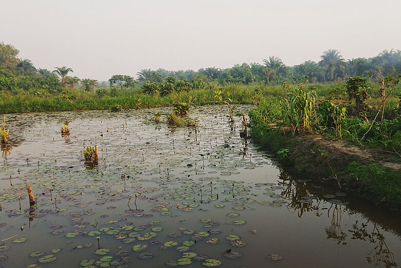 Feuchtlandschaft südlich der Sahara