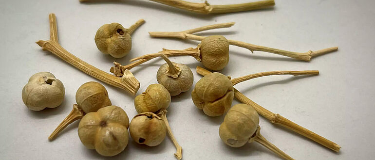 Früchte von Peganum harmala