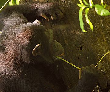 Schimpansen benutzen verschiedene Werkzeuge, scharfe Steinwerkzeuge gehören jedoch nicht dazu