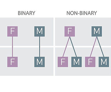 Modell zur binären und nicht-binären Geschlechterordnun