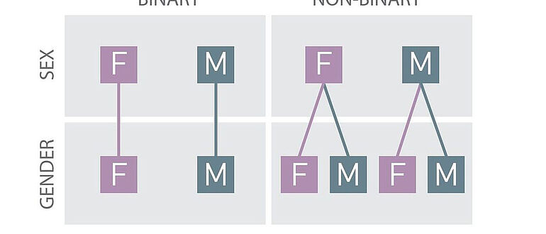Modell zur binären und nicht-binären Geschlechterordnun