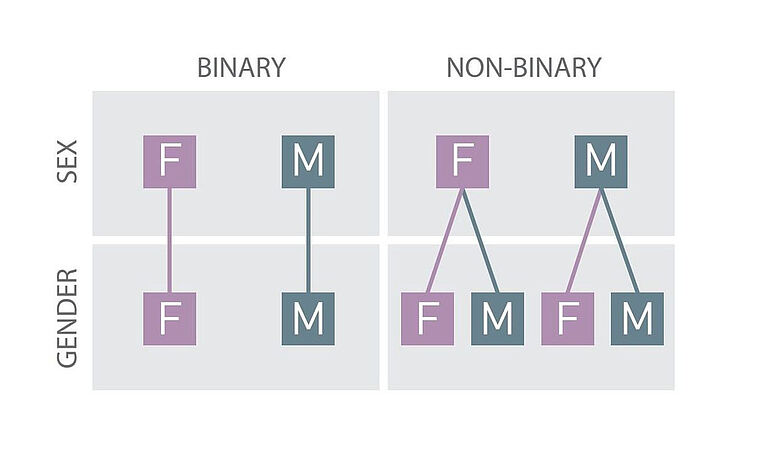 Modell zur binären und nicht-binären Geschlechterordnun