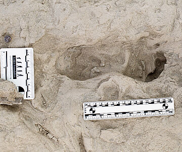 Fußabdruck eines Homo erectus