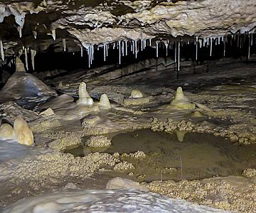 Stalagmiten aus der La Vierge Höhle auf Rodrigues