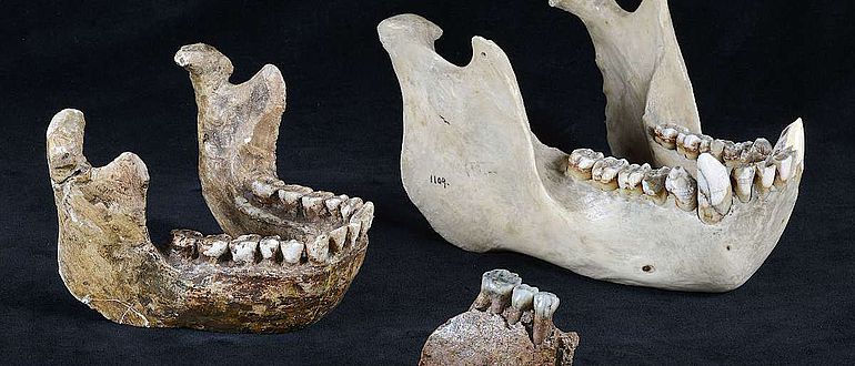 Vergleich Meganthropus-Unterkieferfragment mit Orang Utan-Kiefer und Homo erectus-Kieferrekonstruktion