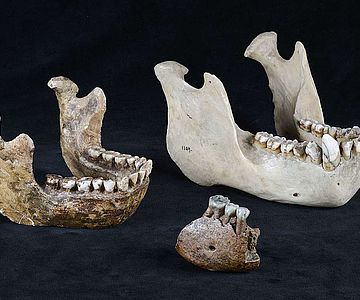 Vergleich Meganthropus-Unterkieferfragment mit Orang Utan-Kiefer und Homo erectus-Kieferrekonstruktion