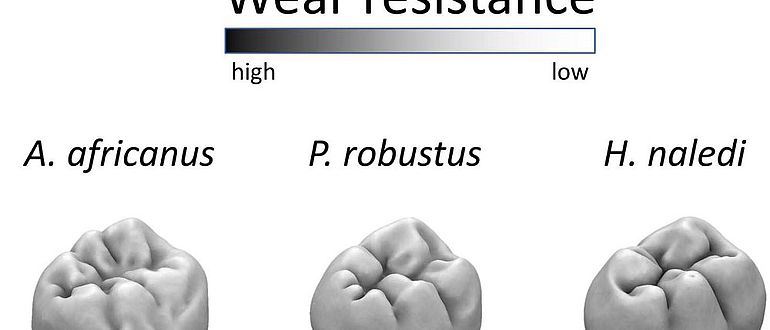 Verschleißfestigkeit der Backenzähne zweier älterer südafrikanischer Hominine und von Homo naledi