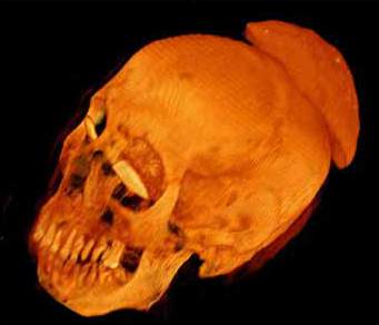 Farbige Darstellung des Schädels. Deutlich ist die Schale am Hinterkopf zu erkennen (Foto: Britisches Museum / SGI) Farbige Darstellung des Schädels. Deutlich ist die Schale am Hinterkopf zu erkennen (Foto: Britisches Museum / SGI)