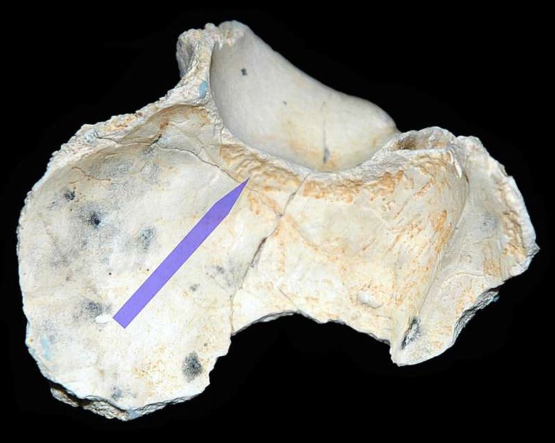 Einkerbungen und Riefen an der Innenseite des Schädels des Homo erectus.