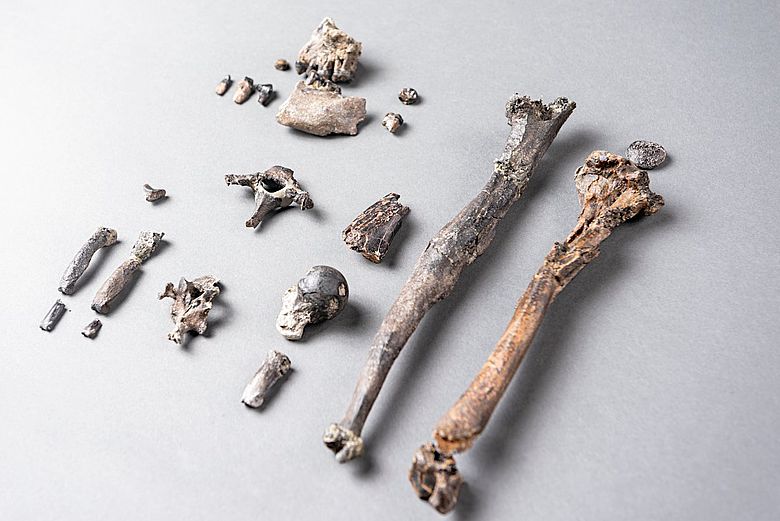 Die 21 Knochen des am vollständigsten erhaltenen Teil-Skelettes eines männlichen Danuvius