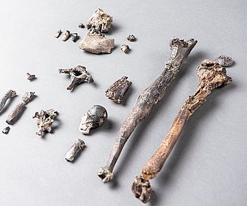 Die 21 Knochen des am vollständigsten erhaltenen Teil-Skelettes eines männlichen Danuvius