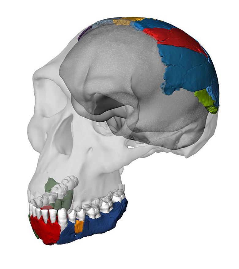 Rekonstruierter Schädel eines Homo habilis