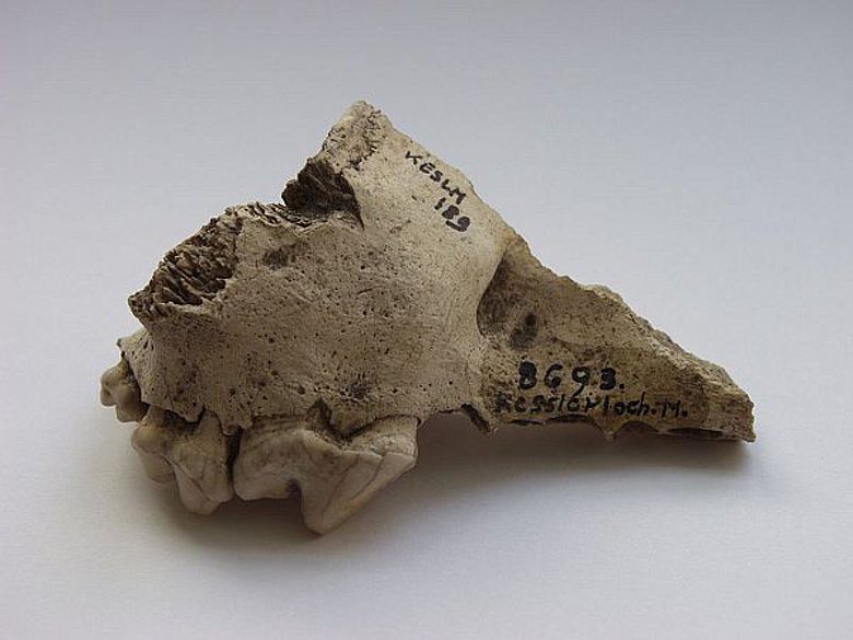 Oberkieferknochen vom Kesslerloch SH. Anhand von Vergleichen stellten die Forscher fest, dass er zu einem Hund gehörte. (© Hannes Napierala, Universität Tübingen)