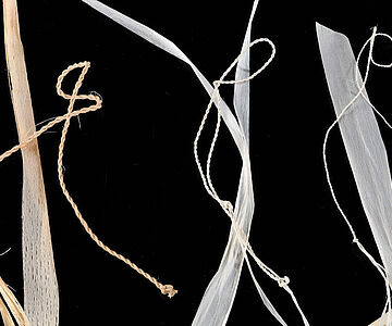 Lindenbast: Die Qualität der Bastschichten und der daraus hergestellten Spleißfäden hängt von ihrer Nähe zum Holz eines Baumes ab