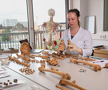 Knochenuntersuchung im Osteologie-Labor