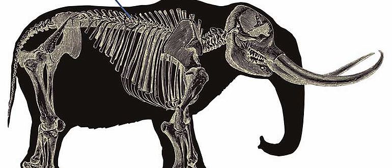 Von Speer getroffenes Mastodon