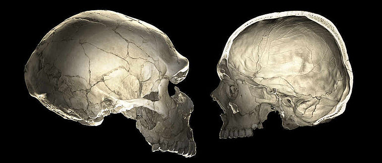 CT-Scans von Neandertaler und Homo sapiens sapiens