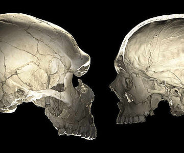 CT-Scans von Neandertaler und Homo sapiens sapiens