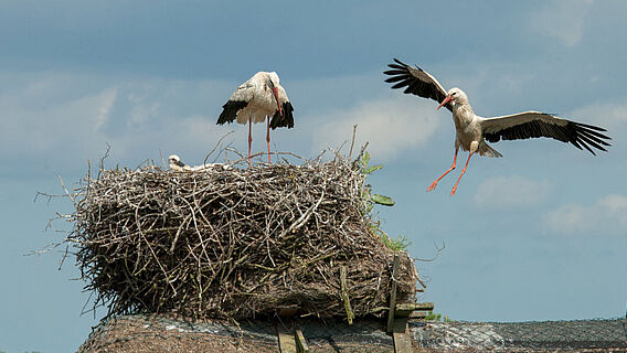 Storchennest