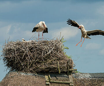 Storchennest