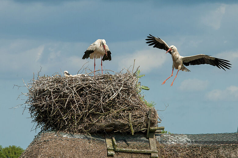 Storchennest