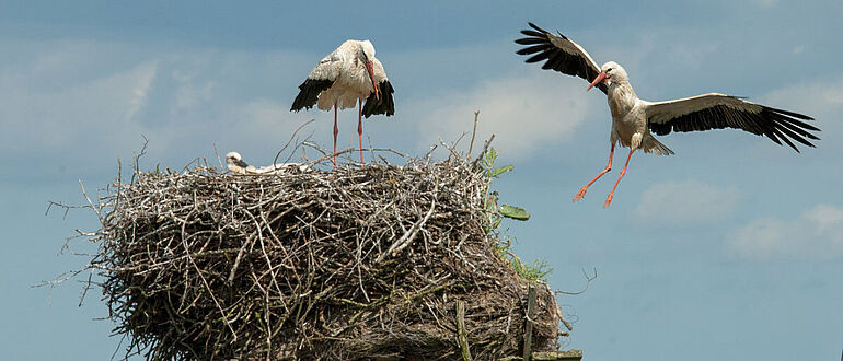 Storchennest