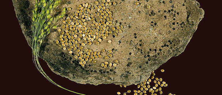 Hirse in bronzezeitlicher Keramik