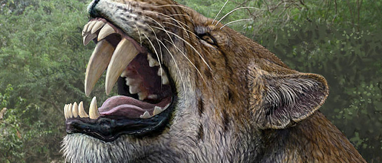 Homotherium latidens