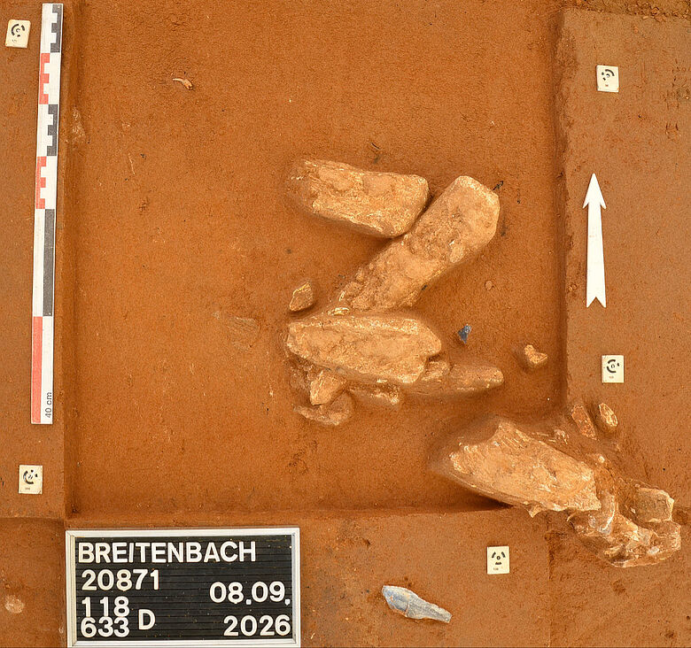 Mammutknochen vergesellschaftet mit Feuersteingeräten Mammutknochen vergesellschaftet mit Feuersteingeräten