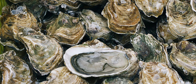Austernschalen