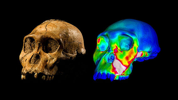 Australopithecus sediba Schädel MH1 und Simulation