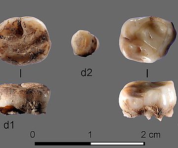 Die beiden 31.000 Jahre alten Milchzähne, die an der «Yana Rhinoceros Horn Site» in Russland gefunden wurden