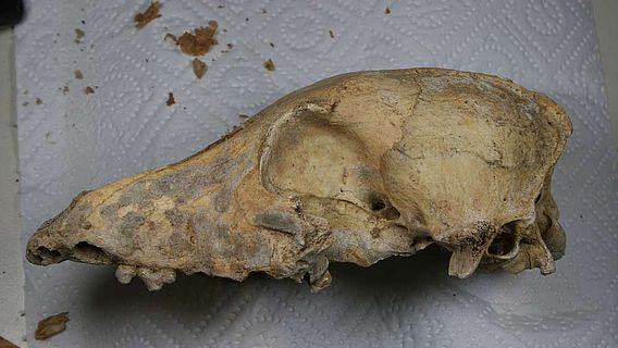 Schädel des 4.700 Jahre alten neolithischen Hundes
