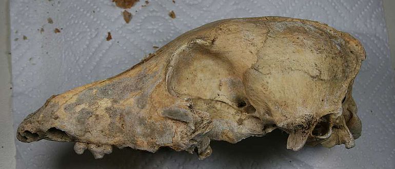 Schädel des 4.700 Jahre alten neolithischen Hundes