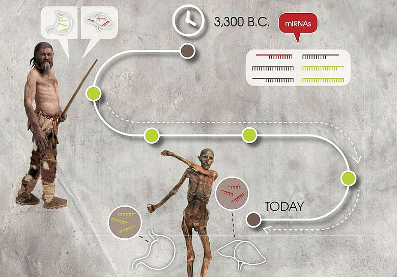 Forscher können kurze Ribonukleinsäure-Moleküle sogar in Mumien wie dem Ötzi nachweisen