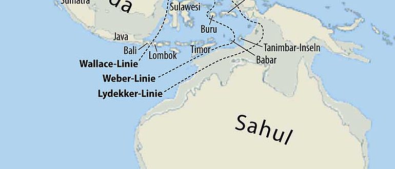 Als Sahul wird die zusammenhängende Landmasse bezeichnet, die während der letzten Eiszeit aus Australien, der nordöstlich davon gelegenen Insel Neuguinea und der südöstlich gelegenen Insel Tasmanien bestand. Sunda bestand aus den heutigen Inseln Borneo, Sumatra, Java, Palawan und weiteren kleineren Inseln Südostasiens sowie Hinterindien und war Teil des asiatischen Kontinents. Die Wallace-Linie, die Lydekker-Linie und die Weber-Linie sind biogeografische Trennlinien zwischen asiatischer und australischer Flora und Fauna.
