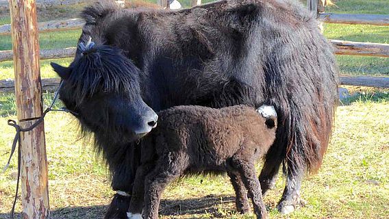Viele Milchvieharten, darunter Kühe und Yaks, gelangten bereits in vorgeschichtlicher Zeit in die Mongolei