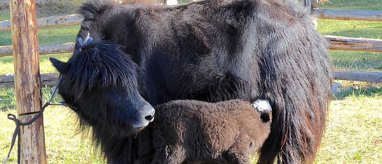 Viele Milchvieharten, darunter Kühe und Yaks, gelangten bereits in vorgeschichtlicher Zeit in die Mongolei