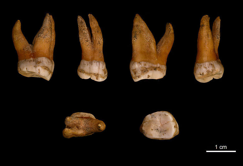 Backenzahn eines männlichen Neandertalers
