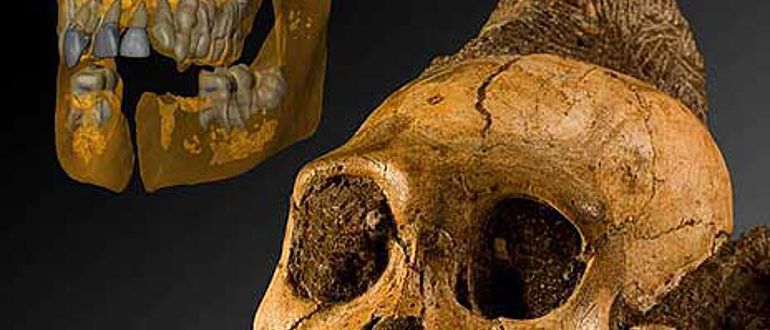 Schädelrekonstruktion (im Hintergrund) und Originalschädel von MH1 (© Uni Zürich)