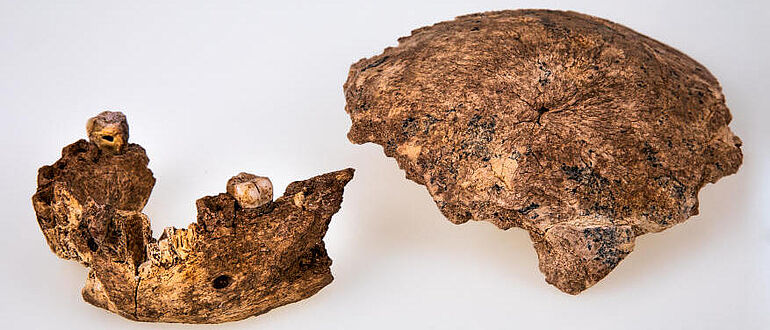 Neandertaler-Schädel und Unterkiefer aus Israel