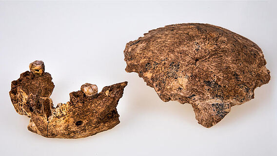 Neandertaler-Schädel und Unterkiefer aus Israel