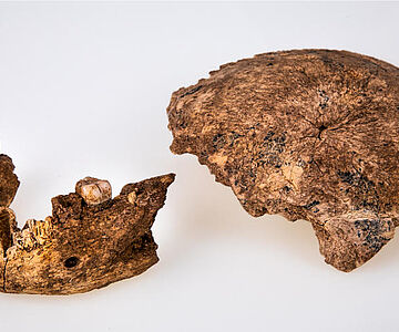 Neandertaler-Schädel und Unterkiefer aus Israel