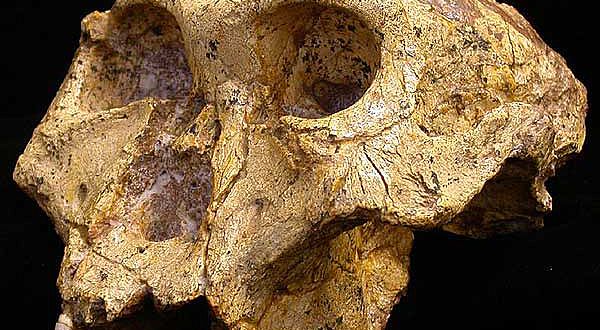 Schädel eines Paranthropus robustus aus der Swartkrans Höhle in Südafrika. (Foto: Darryl de Ruiter)