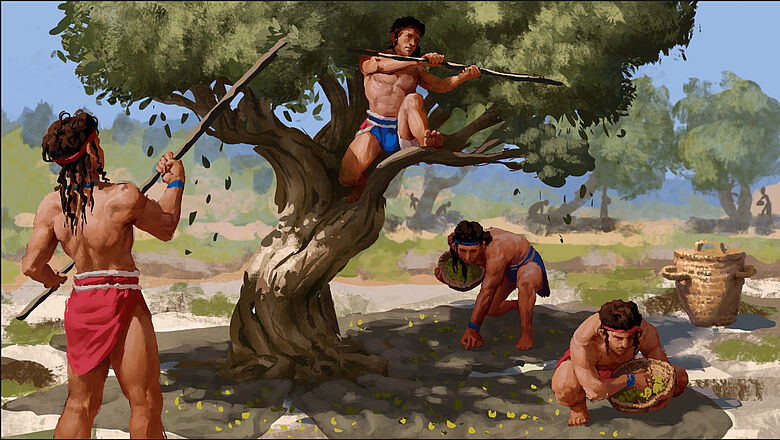Olivenernte in der ägäischen Bronzezeit