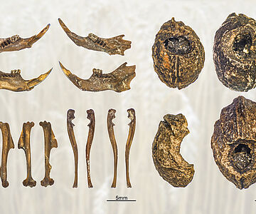 Waldmausknochen und angenagte Schlehensteine