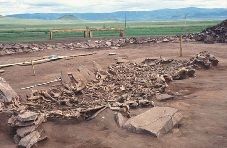 Pferdeskelette aus dem 7.Jh. v.Chr. gefunden in Tuva, Westsibirien (Copyright: DAI, M. Hochmuth)