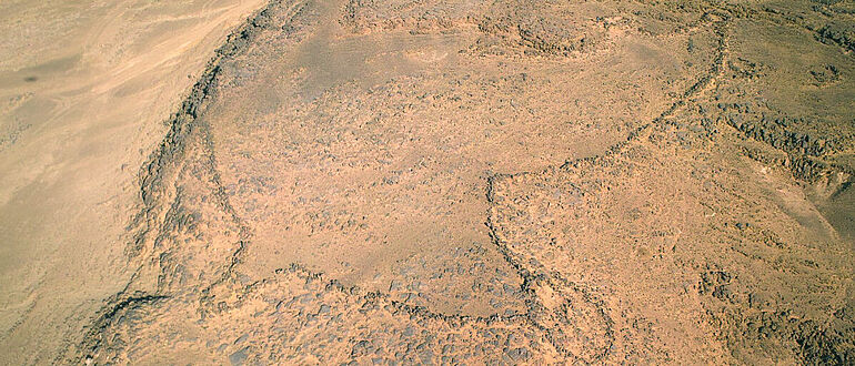 Wüstendrache am Jebel az-Zilliya, Saudi-Arabien
