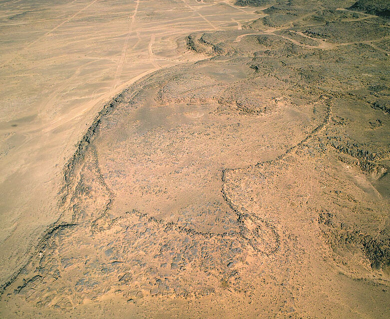 Wüstendrache am Jebel az-Zilliya, Saudi-Arabien