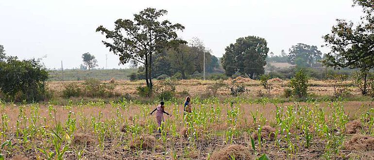 Auch wenn die heutige Landschaft rund um den Lonar-Kratersee deutlich von menschlicher Aktivität geprägt ist, ist der Ursprung der Savannenlandschaft auf eine Veränderung des Klimas zurückzuführen